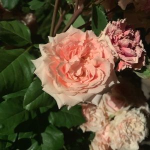 Meet your Posher, Winnie